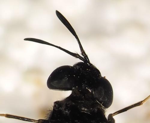 Hermetia illucens